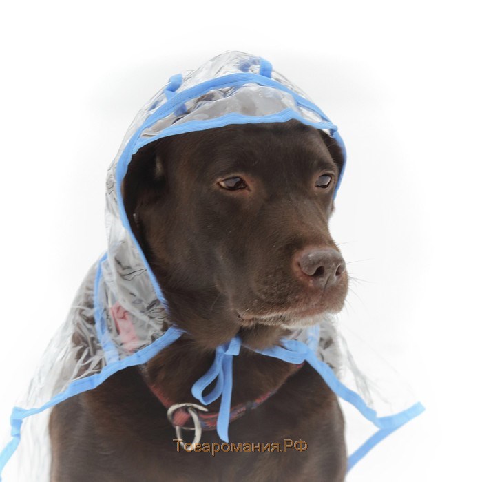 Дождевик с капюшоном для собак OSSO, р. 65 (ДС 65 см), прозрачный, окантовка микс цветов