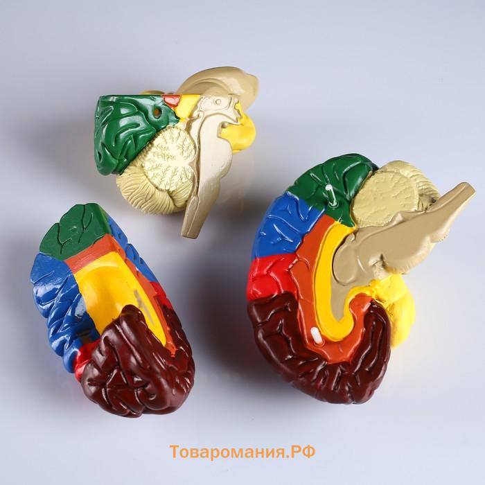 Анатомическая модель «Макет мозга человека», 16×15 см