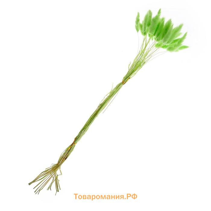 Сухоцветы «Лагурус», набор 30 шт., цвет зелёный