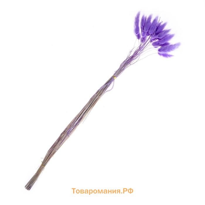 Сухоцветы «Лагурус», набор 30 шт., цвет светло-фиолетовый