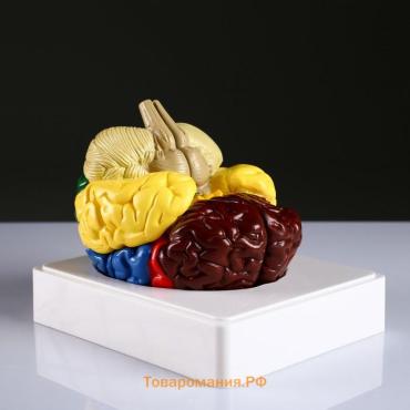 Анатомическая модель «Макет мозга человека», 16×15 см